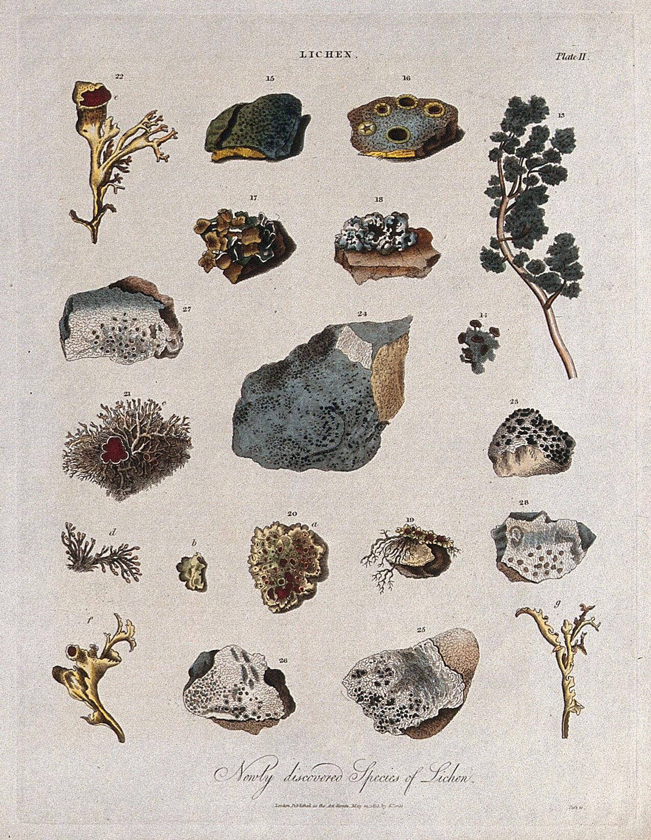 Historical scientific illustration of lichen specimens
